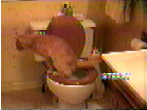 One frame of a video of Bubba Skinner actually peeing in the toilet. Click to download video file.