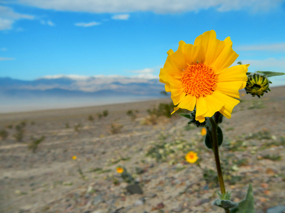 In the midst of Death Valley, after a rain, life flourishes!